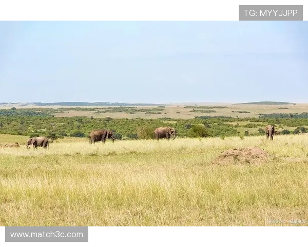 非洲五虎传奇与草原生态保护的探索与启示
